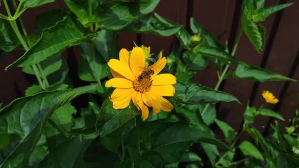 美丽的黄色花朵 蜜蜂在花朵上 夏天花朵上的蜜蜂 — 图库视频影像
