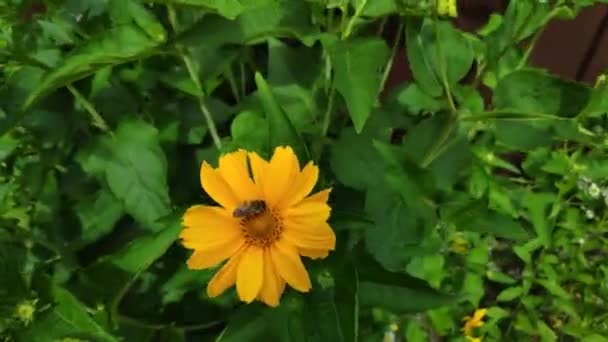 beautiful yellow flower. bee on a flower. bees on flowers in summer