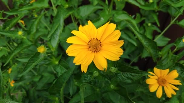 Bela Flor Amarela Abelha Uma Flor Abelhas Flores Verão — Vídeo de Stock