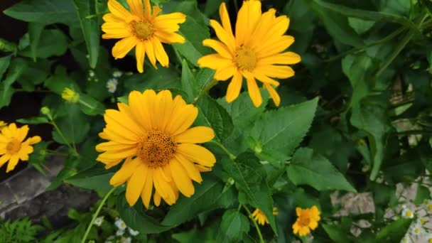 Bela Flor Amarela Abelha Uma Flor Abelhas Flores Verão — Vídeo de Stock