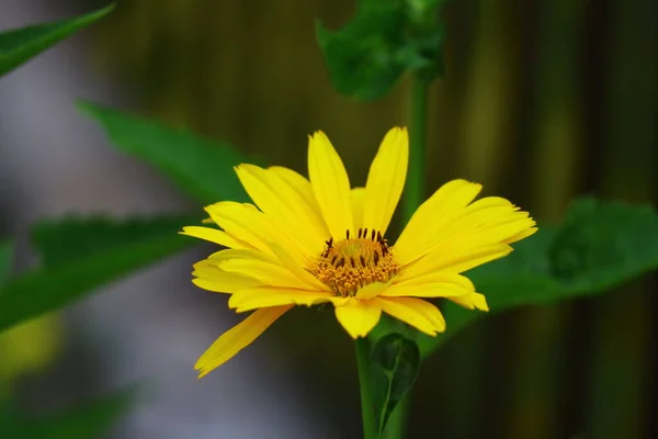 美丽的黄色花朵 蜜蜂在花朵上 夏天花朵上的蜜蜂 — 图库照片