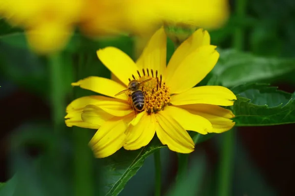 beautiful yellow flower. bee on a flower. bees on flowers in summer