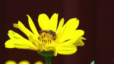 Güzel sarı çiçek. Çiçekteki arı. Yazın çiçeklerdeki arılar