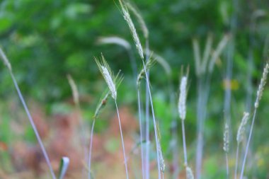 Güzel yeşil mısır kulakları. Rüzgardaki çimenler
