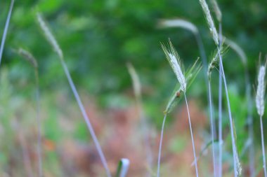Güzel yeşil mısır kulakları. Rüzgardaki çimenler