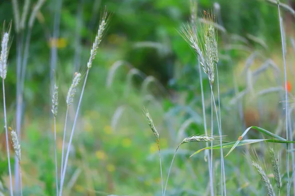 Beautiful Green Ears Corn Grass Wind — Stock Photo, Image