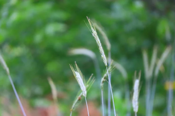 Красивые Зеленые Колоски Кукурузы Трава Ветру — стоковое фото