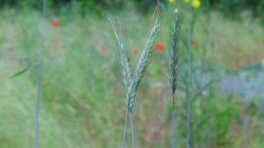 Güzel yeşil mısır kulakları. Rüzgardaki çimenler