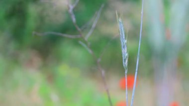 Güzel yeşil mısır kulakları. Rüzgardaki çimenler