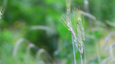 Güzel yeşil mısır kulakları. Rüzgardaki çimenler