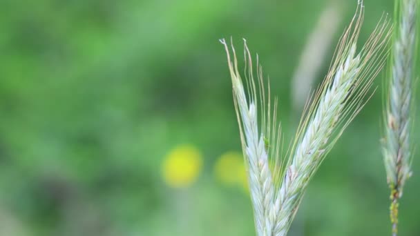 Hermosas Espigas Verdes Maíz Hierba Viento — Vídeo de stock