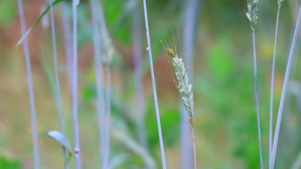belles oreilles vertes de maïs. herbe dans le vent