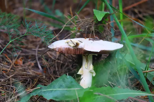 Bellissimo Fungo Bianco Nella Foresta — Foto Stock