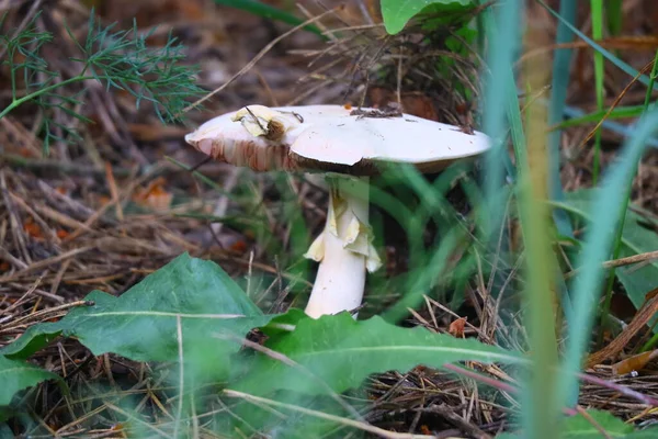 Schöner Weißer Pilz Wald — Stockfoto