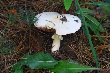 Ormandaki güzel beyaz mantar.