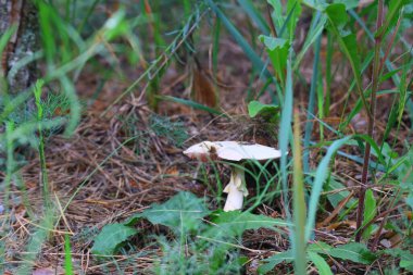 Ormandaki güzel beyaz mantar.