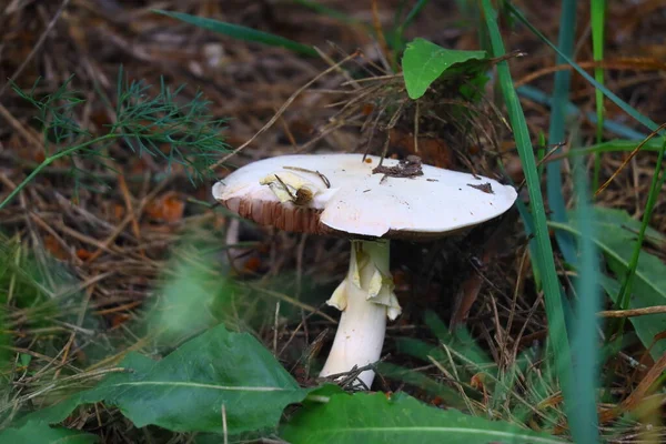 Beau Champignon Blanc Dans Forêt — Photo