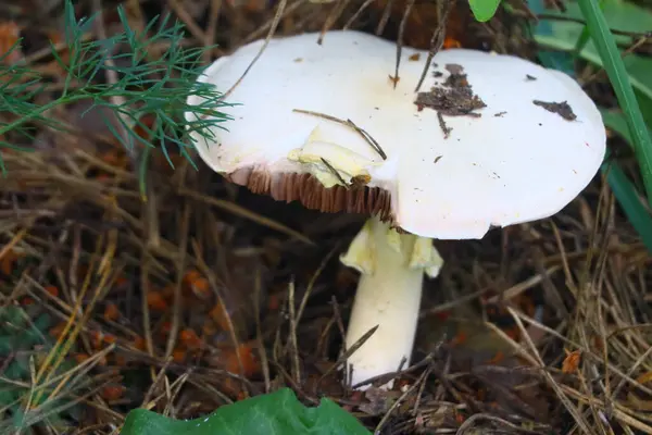 Schöner Weißer Pilz Wald — Stockfoto