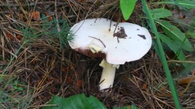 Ormandaki güzel beyaz mantar.