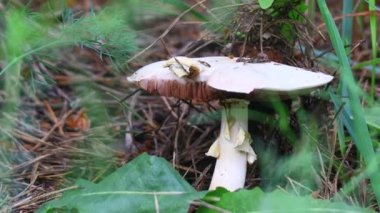 Ormandaki güzel beyaz mantar.