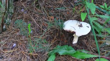 Ormandaki güzel beyaz mantar.