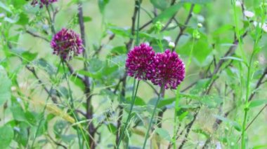 Çok güzel kır çiçekleri. Tarlada yaz çiçekleri