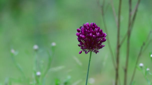 Très Belles Fleurs Sauvages Fleurs Été Dans Champ — Video