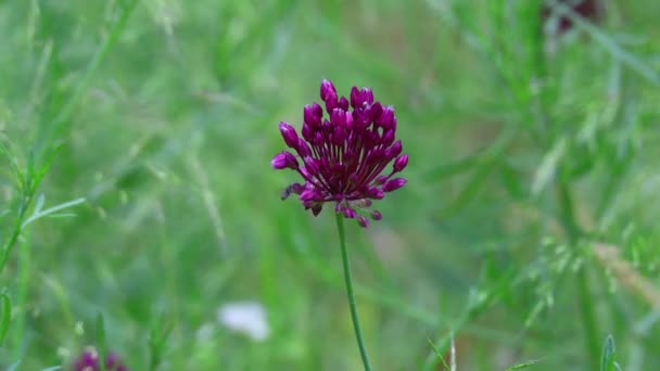 très belles fleurs sauvages. fleurs d'été dans le champ