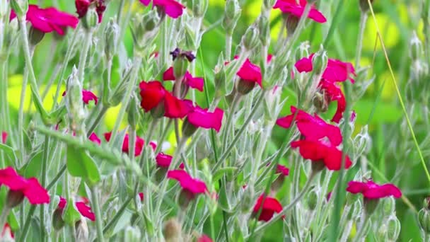 Sehr Schöne Wildblumen Sommerblumen Auf Dem Feld — Stockvideo