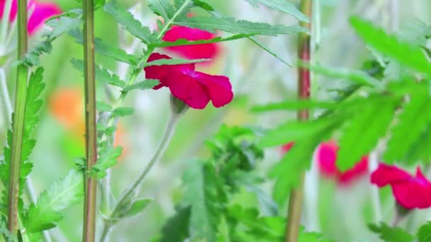 4,938 vídeos de Bonitas flores silvestres, metraje de Bonitas flores  silvestres sin royalties | Depositphotos