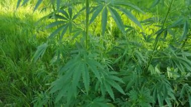 yeşil kenevir sapları. Kenevir yaprakları. Marihuana büyüyor. Narkotik fabrikası