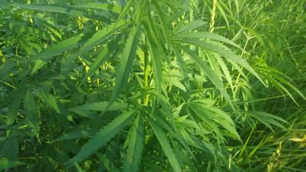 Green Stems Hemp Cannabis Leaves Marijuana Growing Narcotic Plant — Stock Video