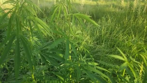 Зеленые Стебли Конопли Листья Конопли Марихуана Растёт Наркотические Растения — стоковое видео