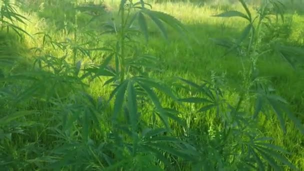 Grüne Stängel Von Hanf Cannabis Geht Marihuana Wächst Betäubungsmittel — Stockvideo