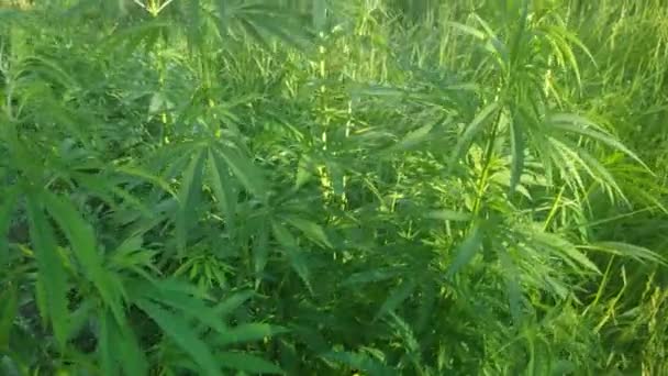 Groene Hennep Stengels Cannabisbladeren Marihuana Groeit Narcoticaplant — Stockvideo