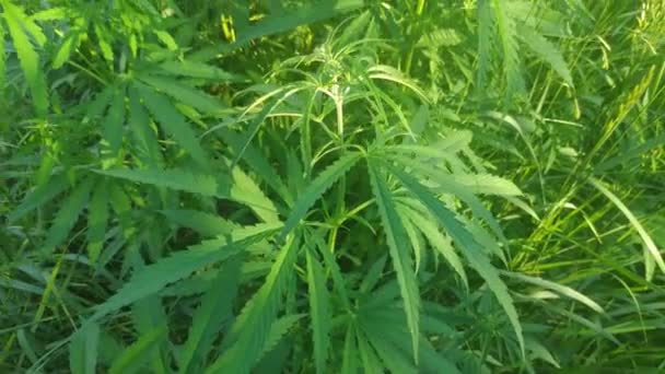 Green Stems Hemp Cannabis Leaves Marijuana Growing Narcotic Plant — Stock Video