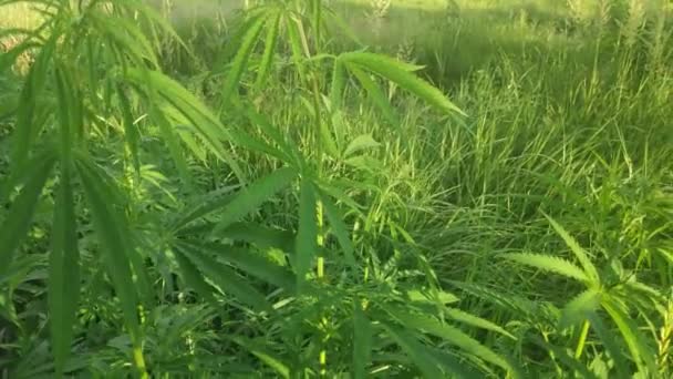 Yeşil Kenevir Sapları Kenevir Yaprakları Marihuana Büyüyor Narkotik Fabrikası — Stok video