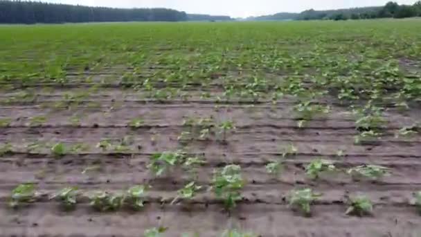 Zatažená Krajina Výšinami Toho Dronu Pole Lesy Shora — Stock video