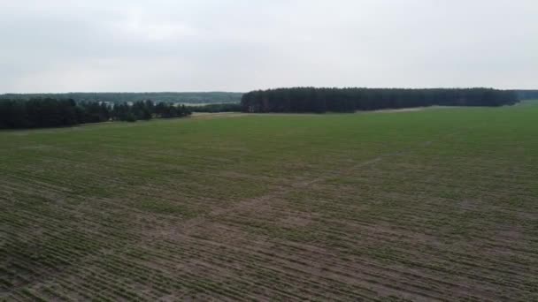 Paisagem Nublada Alturas Drone Campos Florestas Cima — Vídeo de Stock