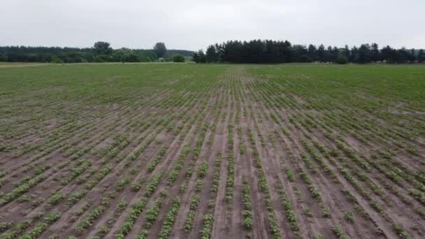 Bedekt Landschap Van Hoogten Van Drone Velden Bossen Van Bovenaf — Stockvideo