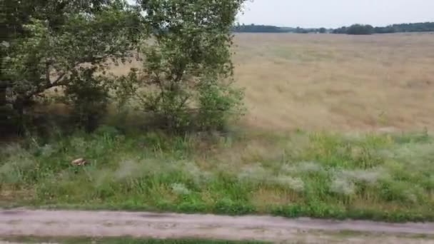 Paisaje Nublado Alturas Del Dron Campos Bosques Desde Arriba — Vídeo de stock