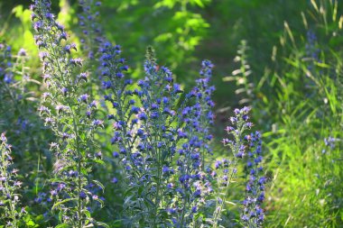 Mavi kır çiçekleri. Güneş altında yaz çiçekleri. Gün batımında ormanda. Çiçeklerdeki arılar