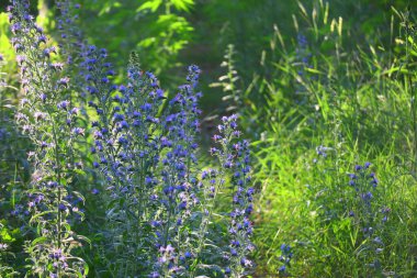 Mavi kır çiçekleri. Güneş altında yaz çiçekleri. Gün batımında ormanda. Çiçeklerdeki arılar