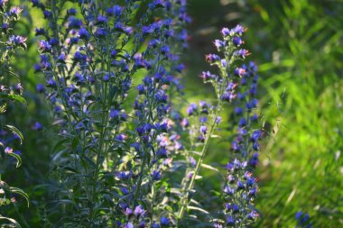 Mavi kır çiçekleri. Güneş altında yaz çiçekleri. Gün batımında ormanda. Çiçeklerdeki arılar