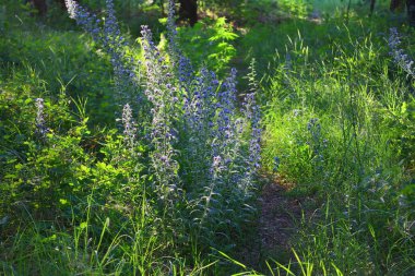 Mavi kır çiçekleri. Güneş altında yaz çiçekleri. Gün batımında ormanda. Çiçeklerdeki arılar