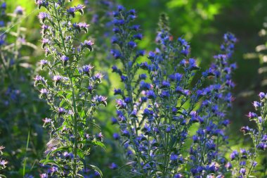 Mavi kır çiçekleri. Güneş altında yaz çiçekleri. Gün batımında ormanda. Çiçeklerdeki arılar