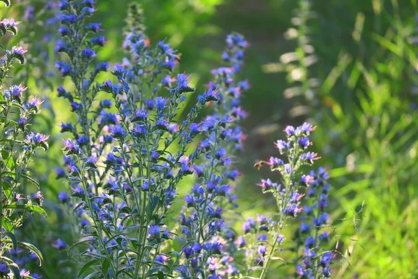 Modré Divoké Květiny Letní Květiny Slunci Lese Při Západu Slunce — Stock fotografie