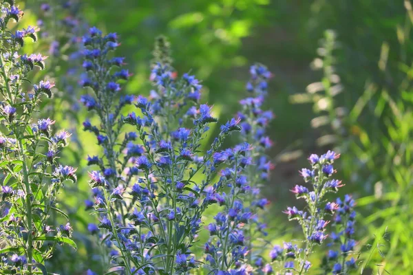 Blaue Wildblumen Sommerblumen Der Sonne Wald Bei Sonnenuntergang Bienen Auf — Stockfoto