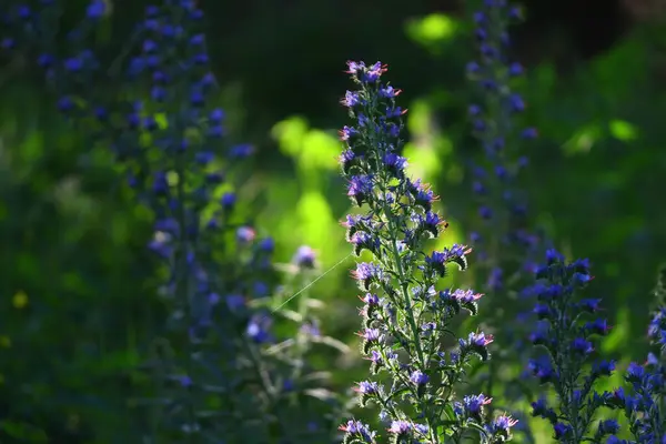 Blauwe Wilde Bloemen Zomerbloemen Zon Het Bos Bij Zonsondergang Bijen — Stockfoto