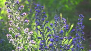 Mavi kır çiçekleri. Güneş altında yaz çiçekleri. Gün batımında ormanda. Çiçeklerdeki arılar